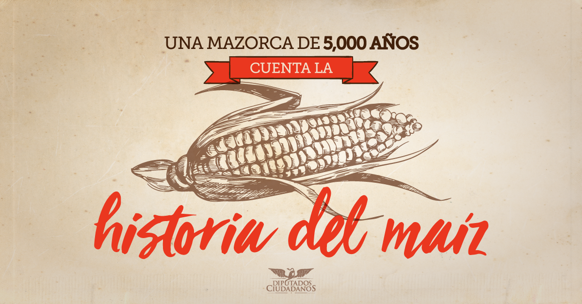 Una mazorca de  años cuenta la historia del maíz | Bancada Naranja